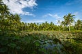 Pulau UbinÃ¢â¬â¢ swamp